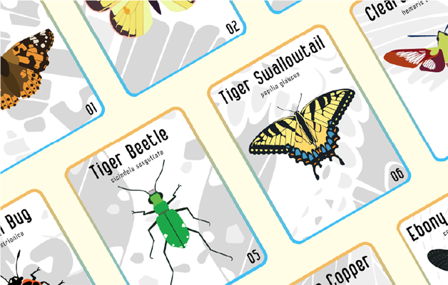 Insect ID Cards